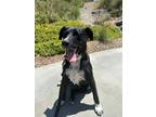 Adopt GingerTree a Black Mixed Breed (Medium) / Mixed dog in San Diego