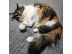 Adopt Truffles a Calico or Dilute Calico Domestic Shorthair / Mixed cat in