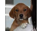 Adopt Wren a Tan/Yellow/Fawn Hound (Unknown Type) / Mixed dog in QUINCY