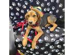 Adopt Addie a Black Hound (Unknown Type) / Mixed dog in QUINCY, FL (38888010)