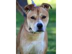Adopt Boberto a Brown/Chocolate American Staffordshire Terrier / Labrador