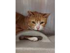 Adopt Cypress a Orange or Red Domestic Shorthair / Domestic Shorthair / Mixed