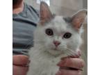 Adopt Coconut a White Domestic Shorthair / Mixed cat in Washington