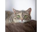 Adopt Tootsie a Gray or Blue Domestic Shorthair / Mixed cat in LaGrange