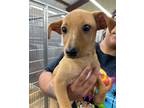 Adopt Faye a Mixed Breed (Medium) / Mixed dog in Jonesboro, AR (38953696)