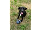 Adopt Bonnie a Mixed Breed (Medium) / Mixed dog in Jonesboro, AR (38909464)