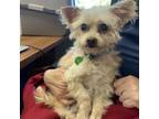 Adopt Granola--In Foster***ADOPTION PENDING*** a Terrier