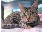 Adopt Suzie a Brown Tabby Domestic Shorthair (short coat) cat in Forked River