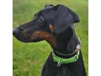 Adopt Poppy a Doberman Pinscher / Mixed dog in Ballston Spa, NY (38902994)