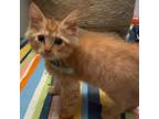 Adopt Dewalt a Orange or Red Domestic Mediumhair / Mixed cat in North Hollywood