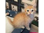 Adopt Makita a Orange or Red Domestic Mediumhair / Mixed cat in North Hollywood