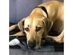 Adopt Ginger Tea a Tan/Yellow/Fawn Black Mouth Cur / Mixed dog in Austin