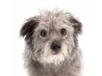 Adopt Clara a Gray/Silver/Salt & Pepper - with Black Tibetan Terrier / Mixed dog