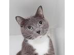 Adopt Karma a Gray or Blue Domestic Shorthair / Mixed cat in Los Angeles