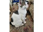 Adopt Lucky a White (Mostly) American Shorthair / Mixed cat in Grand Junction