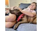 Adopt Gracie a Brown/Chocolate Labrador Retriever / Mixed dog in Helena