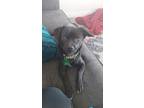 Adopt Deacon a Black Mixed Breed (Medium) dog in San Diego, CA (38949523)