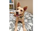 Adopt Princess Jasmine a Mixed Breed (Medium) dog in San Diego, CA (38841229)