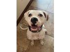 Adopt Iris 2 a White Boxer dog in San Diego, CA (38926153)