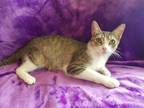 Adopt Leslie a Brown Tabby American Shorthair / Mixed (short coat) cat in Los