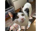 Adopt Danish a White Domestic Shorthair / Mixed cat in New York, NY (38746690)