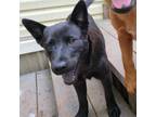 Adopt Hope a Black German Shepherd Dog / Chow Chow / Mixed dog in Union City