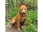 Adopt Faith a German Shepherd Dog / Chow Chow / Mixed dog in Union City