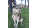 Adopt Cesar a Tan/Yellow/Fawn - with White Husky / Shepherd (Unknown Type) /