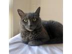 Adopt Peekaboo a Gray or Blue Domestic Shorthair / Mixed cat in Fairfax Station