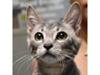 Adopt Jessa a Gray or Blue Domestic Shorthair / Domestic Shorthair / Mixed cat
