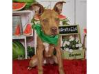 Adopt King a Tan/Yellow/Fawn Pit Bull Terrier / Mixed dog in Yuma, AZ (38896940)