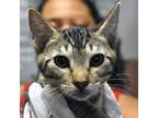 Adopt Tessa a Gray or Blue Domestic Shorthair / Domestic Shorthair / Mixed cat