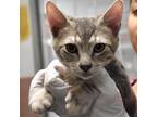 Adopt Kroll a Gray or Blue Domestic Shorthair / Domestic Shorthair / Mixed cat