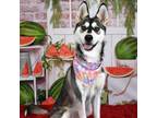 Adopt Maia a Black Husky / Mixed dog in Yuma, AZ (38896928)