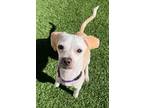 Adopt ROO a Tan/Yellow/Fawn Chiweenie / Mixed dog in Huntington Beach