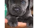 Cane Corso Puppy for sale in Philadelphia, PA, USA