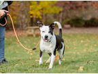 Adopt Moo Moo a White Labrador Retriever / Bull Terrier / Mixed dog in West