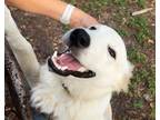 Adopt Bodie ATX a White Great Pyrenees dog in Statewide, TX (38894893)