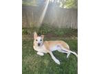 Adopt Ace a Tan/Yellow/Fawn - with White Shepherd (Unknown Type) / Husky / Mixed