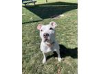 Adopt Kira a White - with Black American Pit Bull Terrier / Mixed dog in
