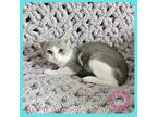 Adopt Blossom a Gray or Blue (Mostly) Domestic Shorthair (short coat) cat in
