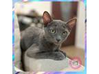 Adopt Sachi a Gray or Blue Domestic Shorthair (short coat) cat in SANTA ANA