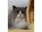 Adopt Lexy a Himalayan, Domestic Short Hair