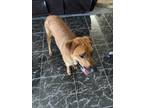Adopt Clyde a Brown/Chocolate - with Black Mastiff / Rottweiler / Mixed dog in