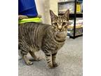 Adopt Mickey a Gray, Blue or Silver Tabby Domestic Shorthair (short coat) cat in