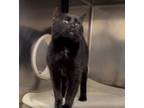 Adopt Posey a Domestic Short Hair