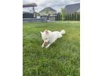 Adopt Esme a White Husky / Pomsky dog in Canton, MI (38946102)
