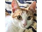 Adopt Nod a Orange or Red Domestic Shorthair / Domestic Shorthair / Mixed cat in