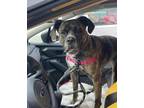 Adopt Belladonna a Brindle Mixed Breed (Medium) / Mixed dog in West Chester