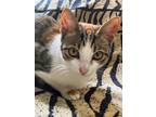Adopt Inkin a Gray or Blue Domestic Shorthair / Domestic Shorthair / Mixed cat